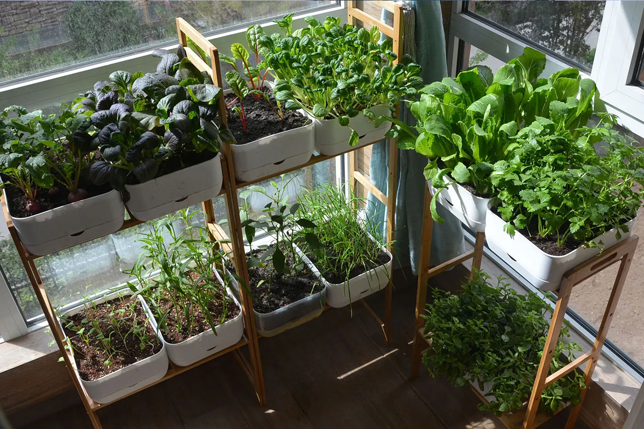 Balcony Gardening Power